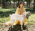 HONEY – Yellow Embroidered Lawn 3-Piece with Chiffon Dupatta